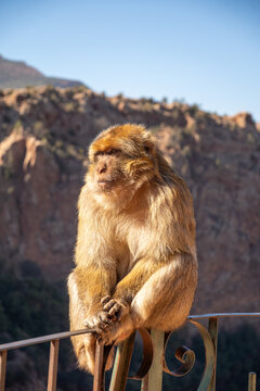 Barbary macaque (Macaca sylvanus) on a fence at Ouzoud Falls, Morocco
