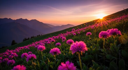 Obraz premium Vibrant pink flowers on a hillside at sunset with mountains purple flowers