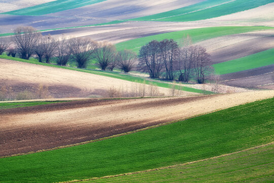 View of rolling agricultural fields with vibrant green and brown stripes and scattered trees in Ponidzie Park, Busko-Zdroj, Wojewodztwo swietokrzyskie, Poland.