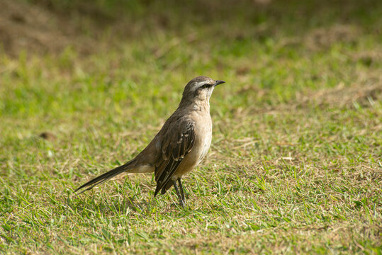 A mockingbird stands alert on short grass in warm sunlight, showing detailed brown plumage and a long tail