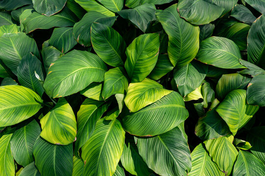 Lush green tropical foliage background with layered leaf texture