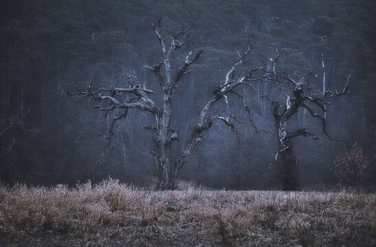 View of ancient leafless oak trees standing in a misty forest with frost-covered grass during a cold morning Rogalin, Greater Poland Voivod, Poland.