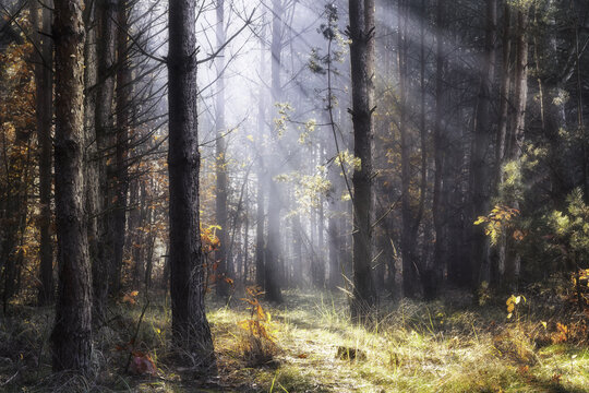 View of sunlight rays filtering through tall pine trees in an autumnal forest with golden leaves and misty atmosphere Tarnobrzeg, Podkarpackie, Poland.