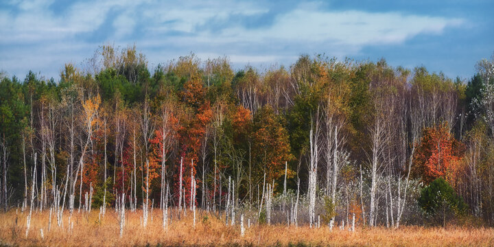 View of colorful autumn forest with white birch trunks and vibrant orange foliage under a blue sky in Tarnobrzeg, Podkarpackie Voivodeship, Poland.