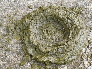 Fresh Cow Dung on Ground - A Natural Fertilizer.