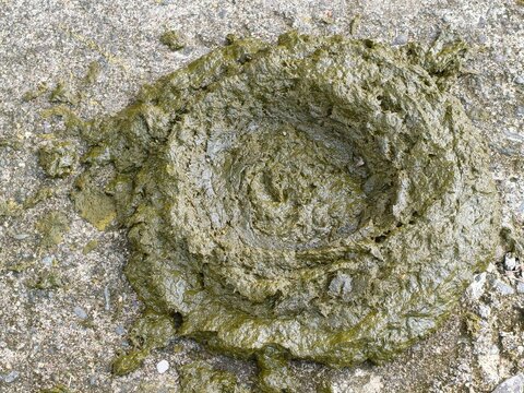 Fresh Cow Dung on Ground - A Natural Fertilizer.