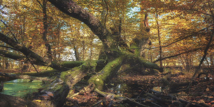View of fallen mossy tree trunks and golden autumn foliage in the Buda Stalowska forest near a swampy pond Alfredowka, Wojewodztwo podkarpackie, Poland.