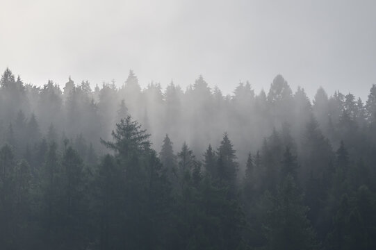View of a dense coniferous forest shrouded in thick morning mist and fog under a soft grey sky in Kroscienko nad Dunajcem, Lesser Poland Voivodeship, Poland.