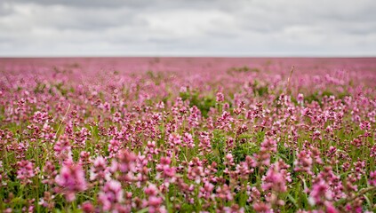 Obraz premium Pink Wildflower Meadow Blooming Under Cloudy Sky Landscape