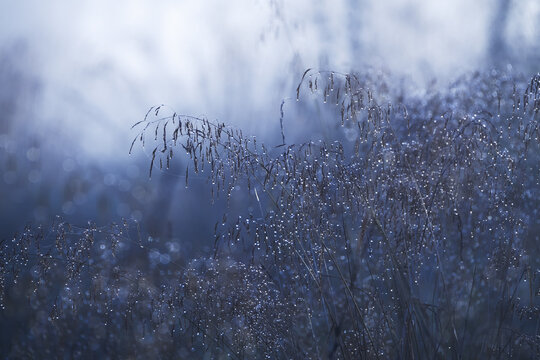 View of delicate wild grass covered in morning dew drops against a misty blue background Czorsztyn, Lesser Poland, Poland.