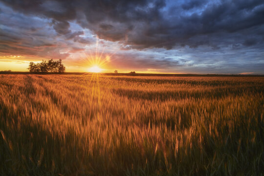View of a golden wheat field at sunset under a dramatic cloudy sky with sun rays in Tarnobrzeg, Podkarpackie, Poland.