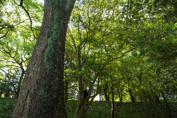 Fototapeta premium Uwajima Castle, Ehime, a famous landmark