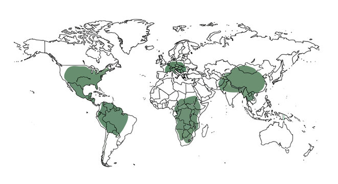 Global Map Highlighted Regions: South America, Africa, Europe, Asia
