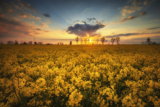 View of a vast field of blooming yellow rapeseed flowers under a dramatic sunset sky with golden light Tarnobrzeg, Podkarpackie Voivodeship, Poland.