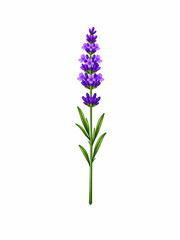 Obraz premium Lavender (Lavender)