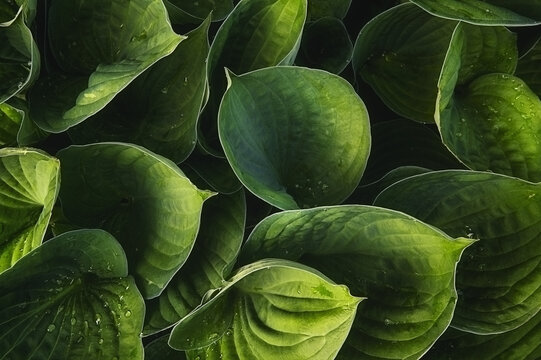 View of large green hosta leaves with visible veins and small water droplets in soft light Poland.