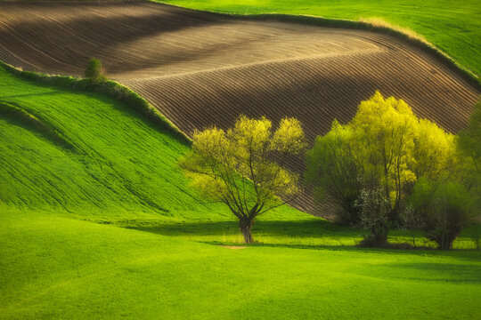 View of Ponidzie Park featuring rolling green hills, plowed agricultural fields, and vibrant trees in golden spring light Busko-Zdroj, Swietokrzyskie, Poland.