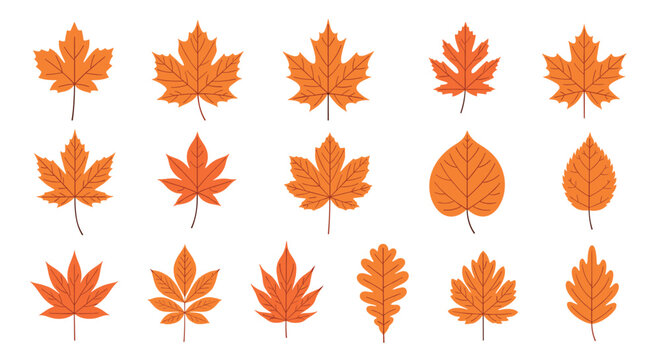 Various types of orange and red autumn leaves including maple and oak species are shown in a flat vector style on a white background.