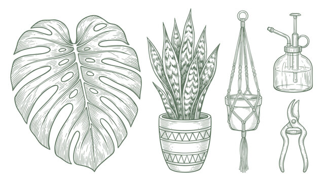 Botanical illustration of houseplants and gardening tools including a monstera leaf snake plant and pruning shears