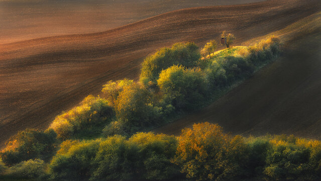 View of the rolling hills of Moravia with a line of trees and a small hunting tower under golden hour light Brno-City District, South Moravian Region, Czechia.