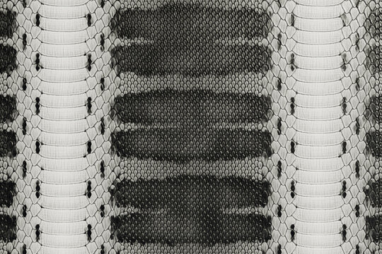 Black and White Python Snakeskin Texture Background, Exotic Leather Pattern