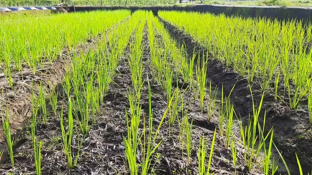 Rows of young green rice paddy plants grow in neat lines. Sunlight illuminates the earthy soil between them. Fresh sprouts stand tall, indicating healthy growth. cultivated farms in Indonesia