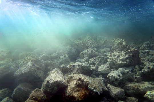View of an underwater rocky seabed with sea urchins and sunbeams filtering through the clear turquoise water Croatia.