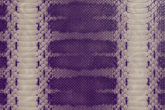 Purple Python Snakeskin Texture Background, Exotic Reptile Leather Pattern