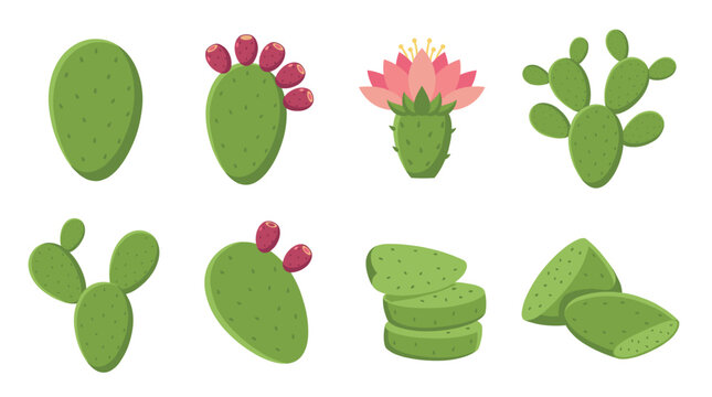 Flat nopal cactus vector set, green prickly pear leaves illustration with pink flower, red tuna fruit and chopped pieces isolated on white.
