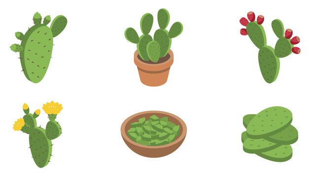 Isometric nopal cactus vector set, illustration of prickly pear plant with flower, fruit, potted succulent and chopped nopales in a bowl.