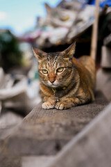 Fototapeta premium A calm tabby cat with yellow eyes resting thoughtfully on a rustic wooden platform.