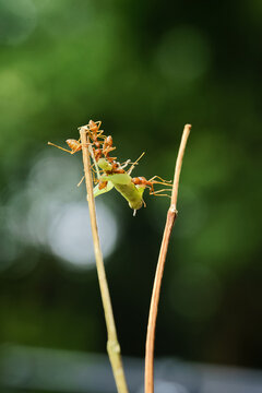 Teamwork concept with red weaver ants hunting a green grasshopper