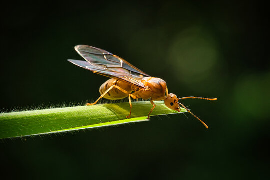 Macro shot of a winged queen weaver ant perched on a green grass blade