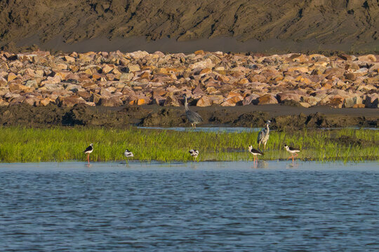 flock of Black-winged Stilt
