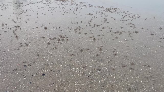 Sand bubbler crabs on the beach