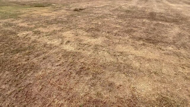 Dry grass lawn field background