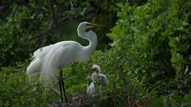 Baby great egrets begging food with parent on their nest in the spring