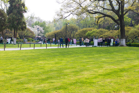 The lawns and trees in the park in spring