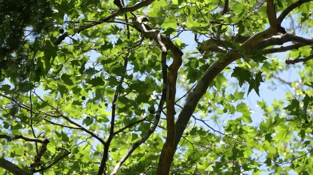 Green tree branches swaying gently in the wind under blue sky