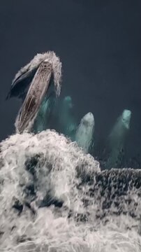 Pod of Risso's dolphins riding the bow wave of a cargo ship, splashing in the ocean water, overhead view.