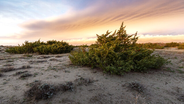 View of coastal sand dunes and green juniper shrubs under a soft sunset sky with orange clouds at Marina di Torre del Lago Puccini, Tuscany, Italy.