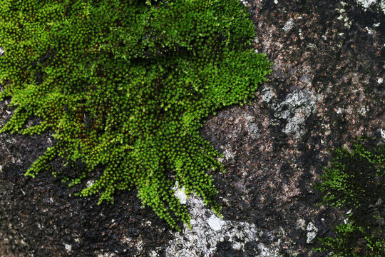 Moss, classified as a bryophyte (non-vascular plant), is a small plant that thrives in moist environments with dappled sunlight.