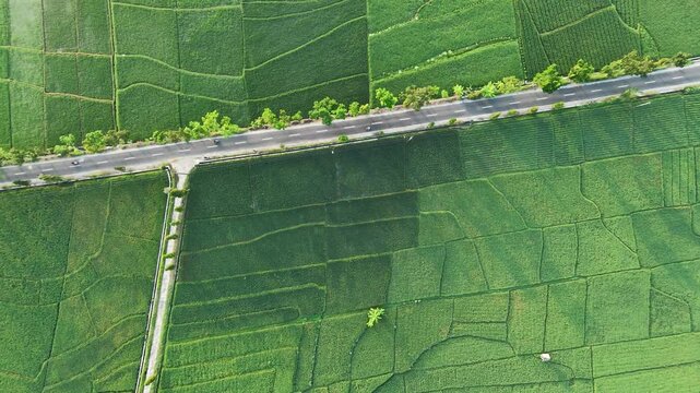 rice field with road in Yogyakarta Indonesia
