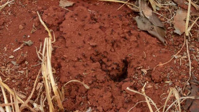Ants Crawling From A Hole In The Ground