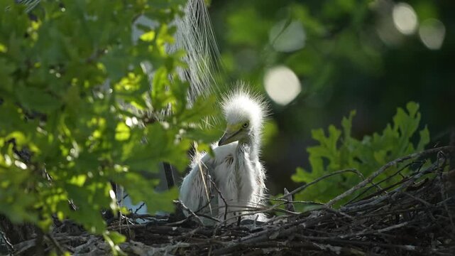 Beautiful cute great egret chicks playful in their nest in the spring