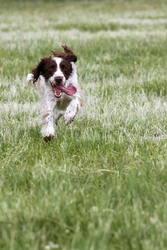 View of an English Springer Spaniel running through a lush green grassy field with its tongue out in Durban, KwaZulu-Natal, South Africa.