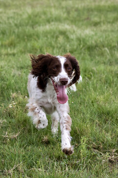 View of a brown and white English Springer Spaniel running through a lush green meadow with its tongue out in Durban, KwaZulu-Natal, South Africa.