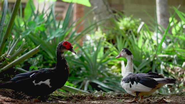Two Muscovy ducks facing each other in a tropical garden environment. Authentic rural lifestyle, free-range poultry, and animal behavior concept