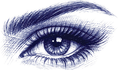 Fototapeta premium Isolated on Ballpoint pen sketch of beautiful female eye vector art on white background