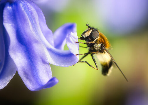 View of a hoverfly perched on the delicate petals of a purple hyacinth flower with a soft green background in Oldtown, County Dublin, Ireland.